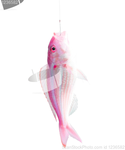 Image of Fish