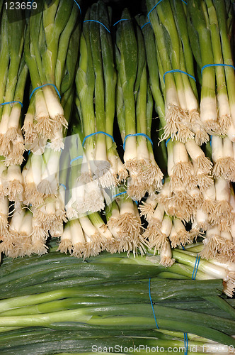 Image of Green onions galore