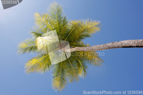 Image of Palm tree