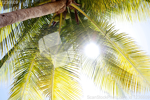 Image of Palm tree