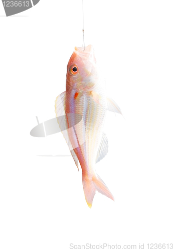 Image of Fish