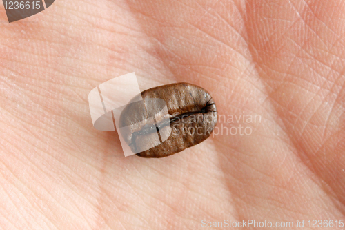 Image of Coffee bean