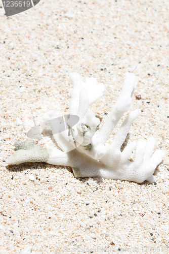 Image of Coral