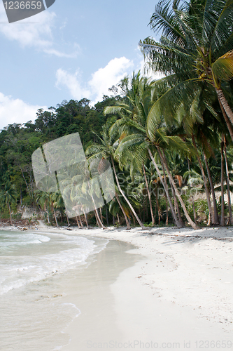 Image of Lots of palms