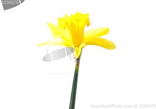 Image of Daffodil