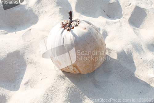 Image of Coconut