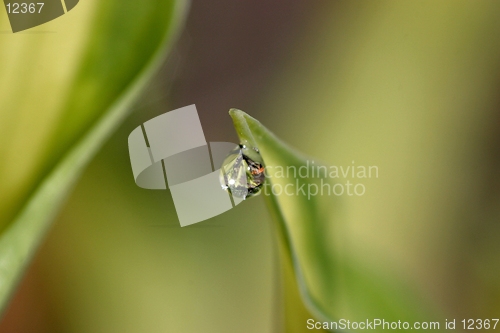 Image of raindrop on leaf-backgound