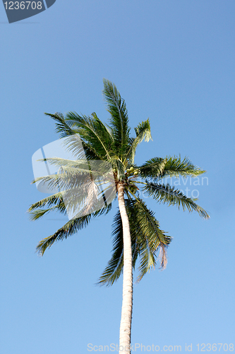 Image of Coconut tree