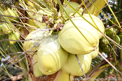 Image of Coconuts