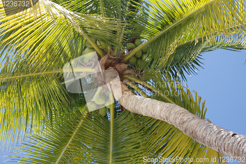 Image of Palm tree