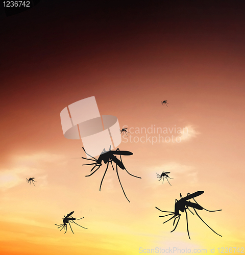 Image of Mosquitos
