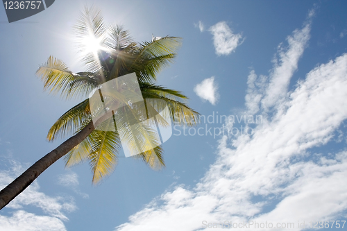 Image of Palm tree