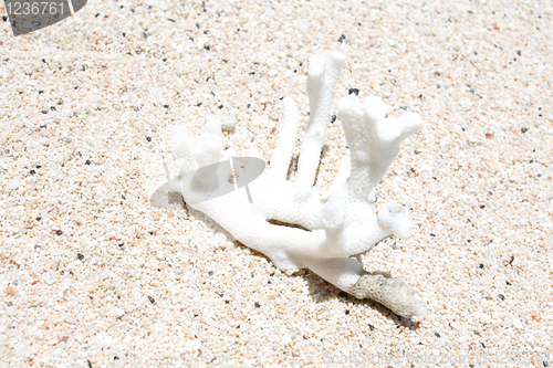 Image of Coral