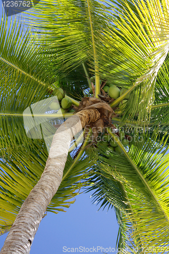 Image of Palm tree