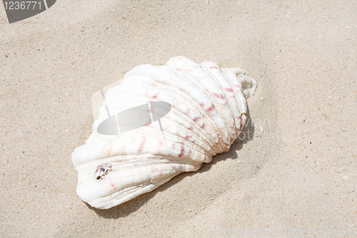 Image of Shells