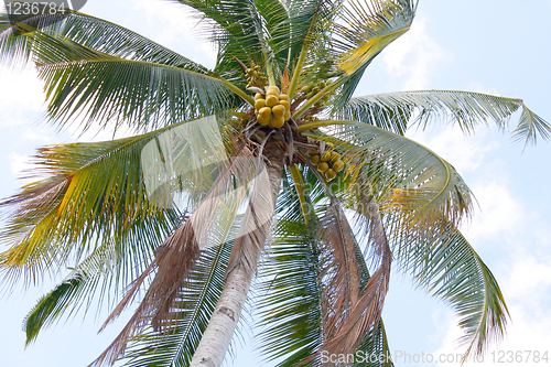 Image of Coconut tree