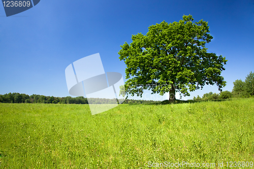 Image of Tree in the field