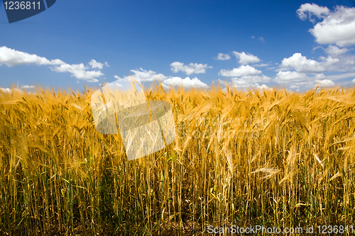 Image of  ripened cereals