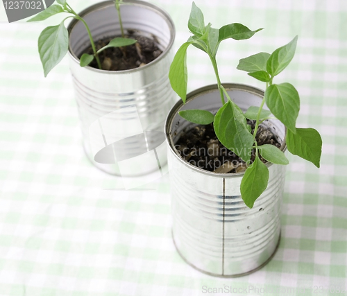 Image of A small plant in a tin can