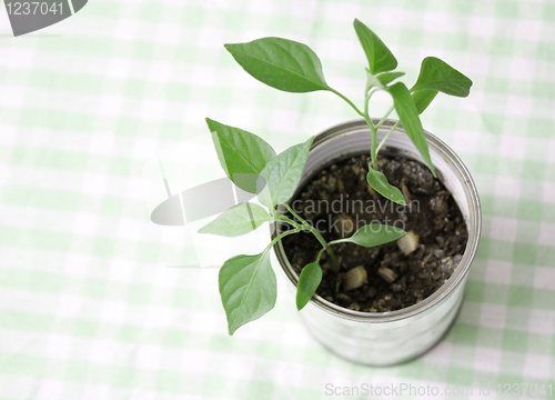 Image of A small plant in a tin can