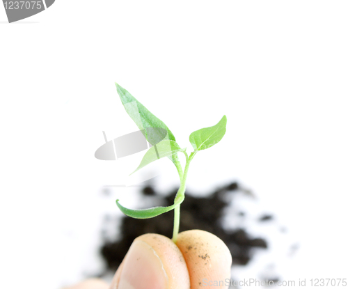 Image of Green sprout