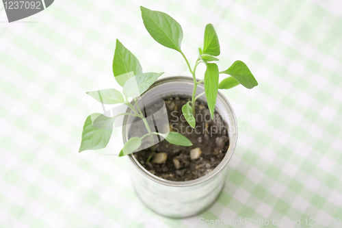 Image of A small plant in a tin can