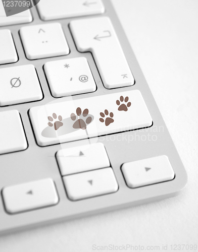 Image of Dog footprints