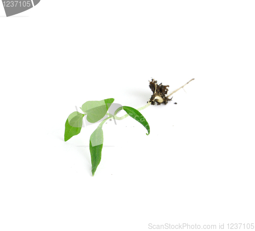 Image of Green sprout