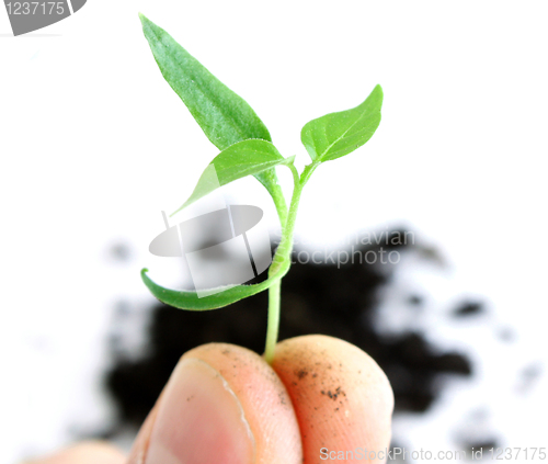 Image of Green sprout