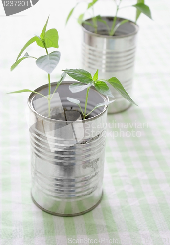 Image of A small plant in a tin can