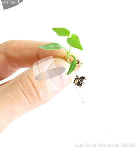 Image of Green sprout