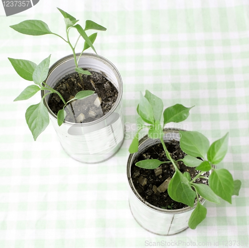 Image of A small plant in a tin can