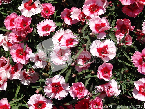 Image of Rosy flowers