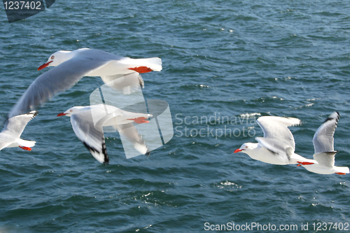 Image of Seagulls