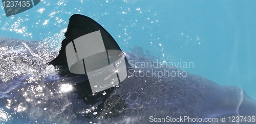 Image of Shark fin