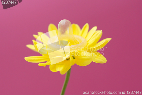 Image of Flower wearing condom