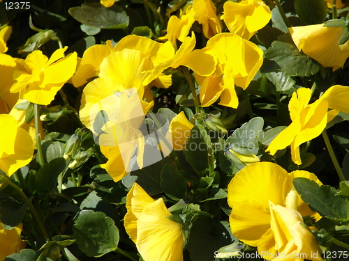 Image of Yellow flowers