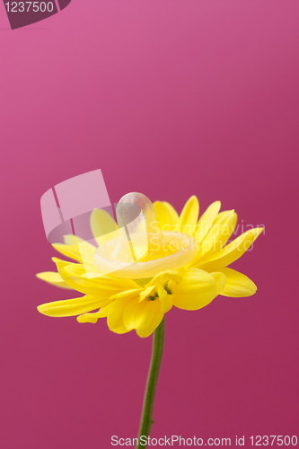 Image of Flower wearing condom