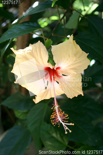 Image of Hibiscus flower