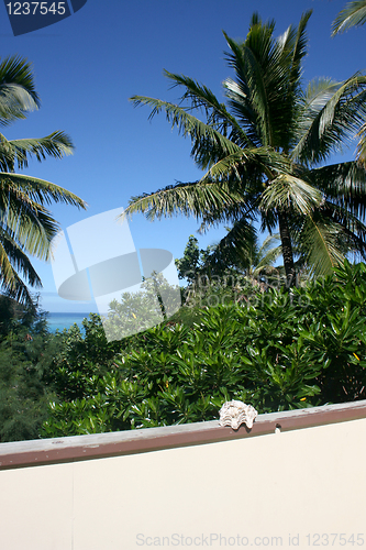 Image of Coconut palms
