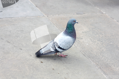 Image of Urban pigeon