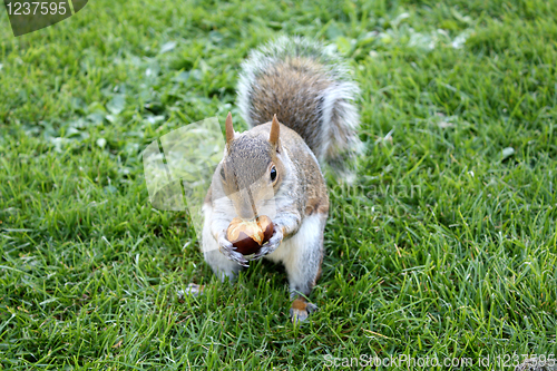 Image of Squirrel