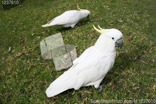 Image of Cockatoos in park