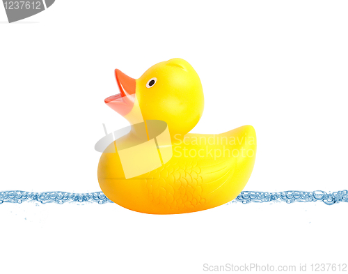 Image of Duck