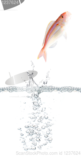Image of Fish escaping