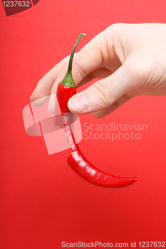 Image of Hand holding chili
