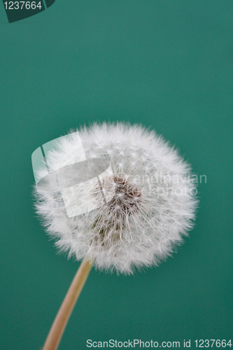 Image of Dandelion