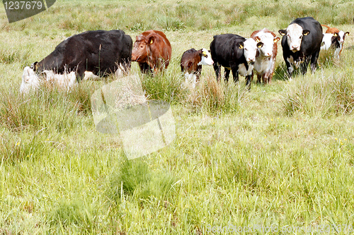 Image of Cows