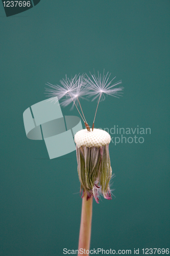 Image of Dandelion