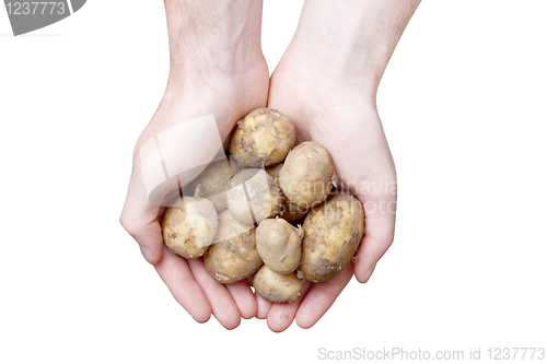 Image of Hands holding potato